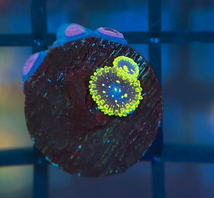 Exosphere Zoas