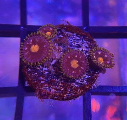 Blowpop Zoas