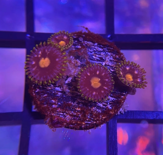 Blowpop Zoas