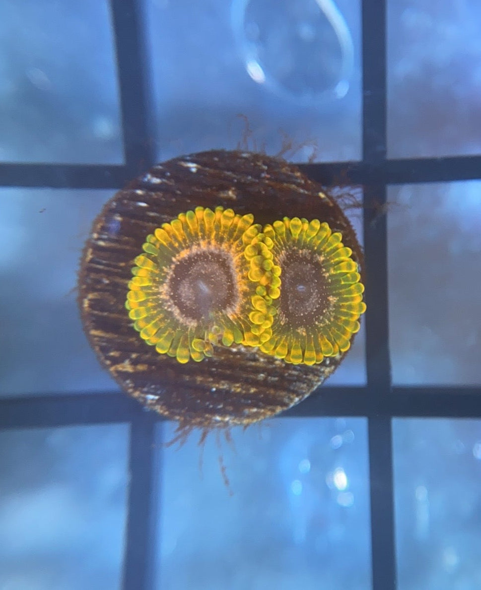 JF Acid Reflux Zoas