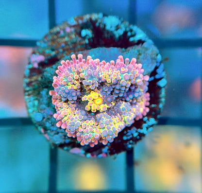 BSA Rainbow Confetti Yuma