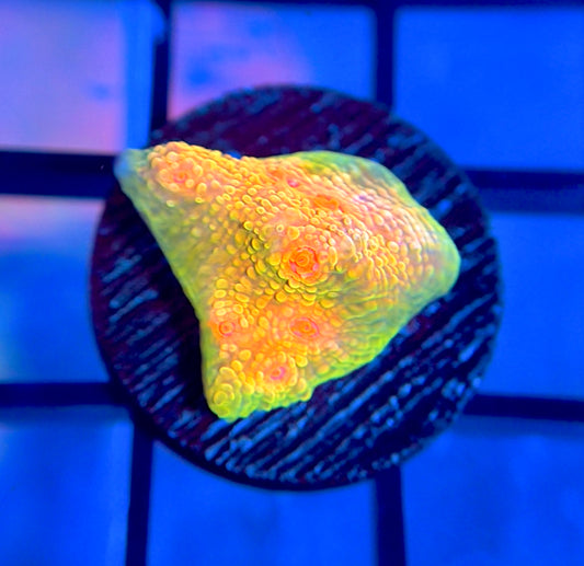 CCA Crayola Meltdown Chalice