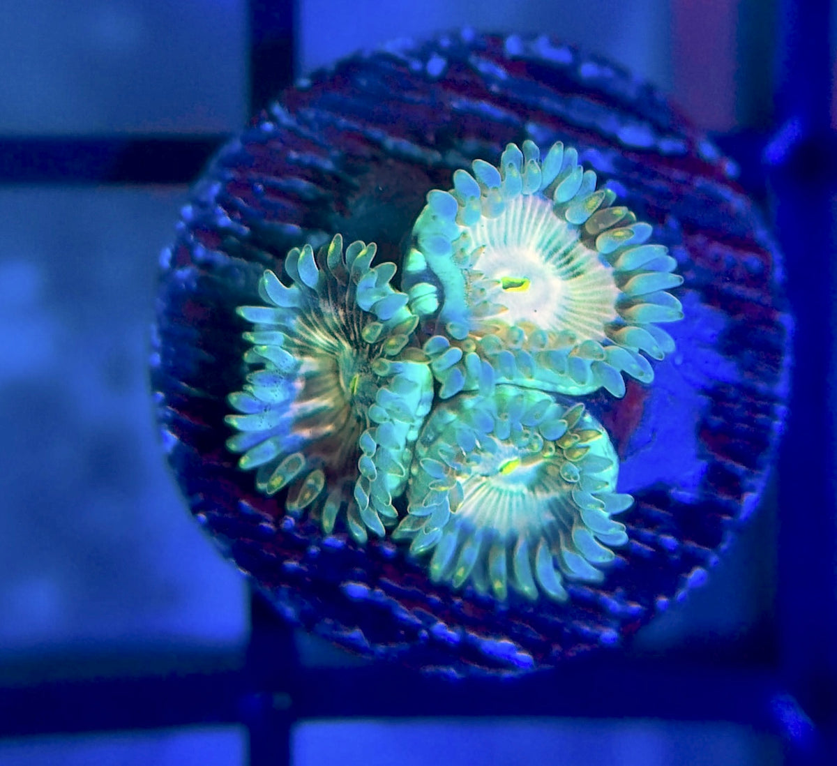 YETI Zoas