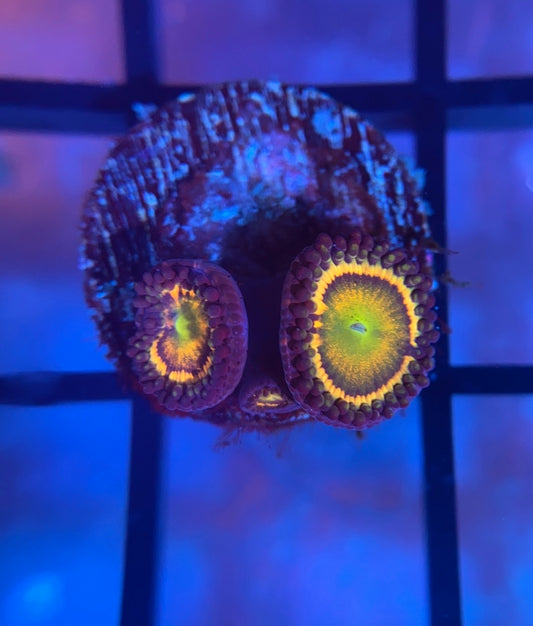 Citrus Cooler Zoas