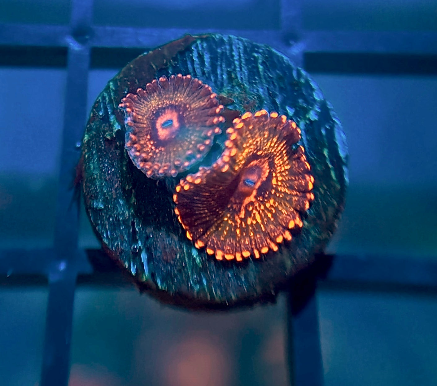 JF Azz Krak Zoas