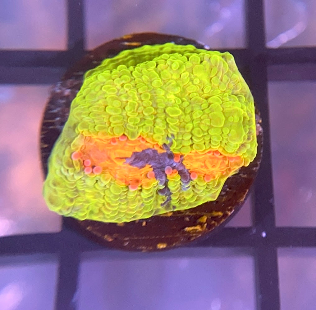 CCA Crayola Meltdown Chalice