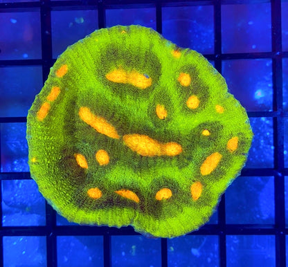 JF Raja Rampage Chalice