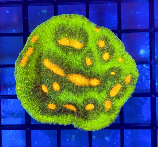 JF Raja Rampage Chalice