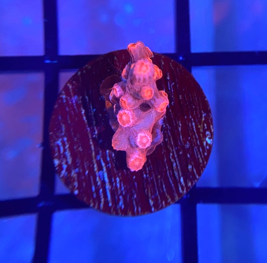 Strawberry Branching Cyphastrea