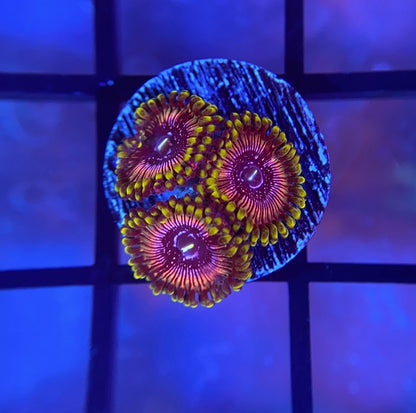 WWC Black Orchid Zoas