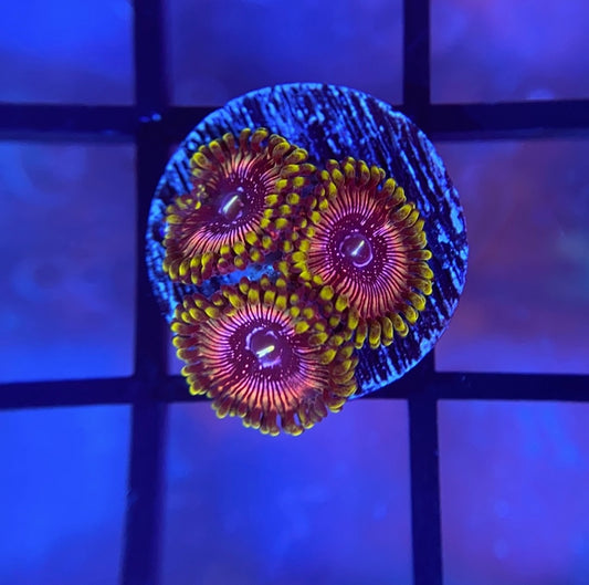 WWC Black Orchid Zoas