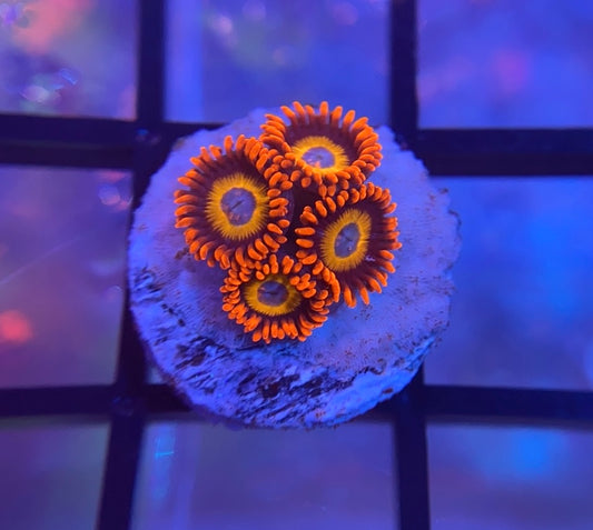 Blue Eyed Blonde Zoas