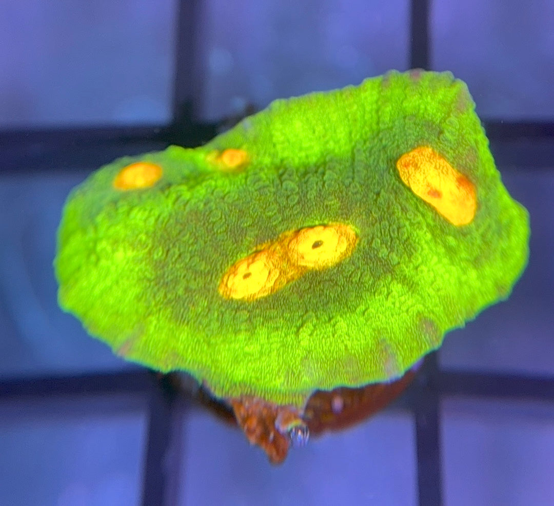 JF Raja Rampage Chalice