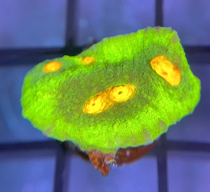 JF Raja Rampage Chalice