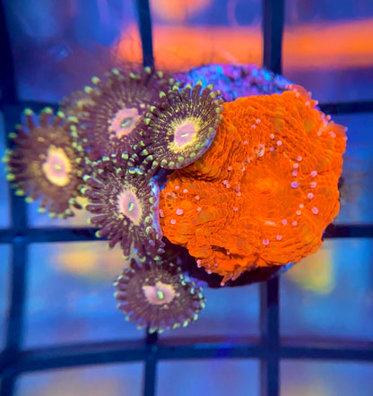 Bleeding Apple Bower