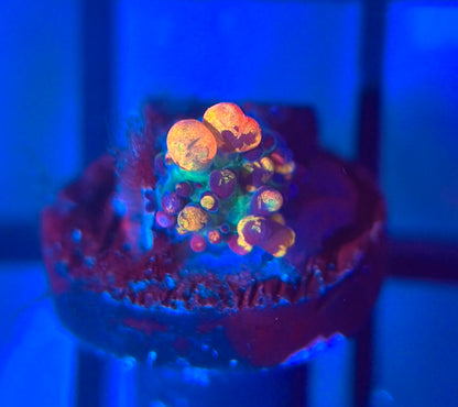 CB Fire Shroom