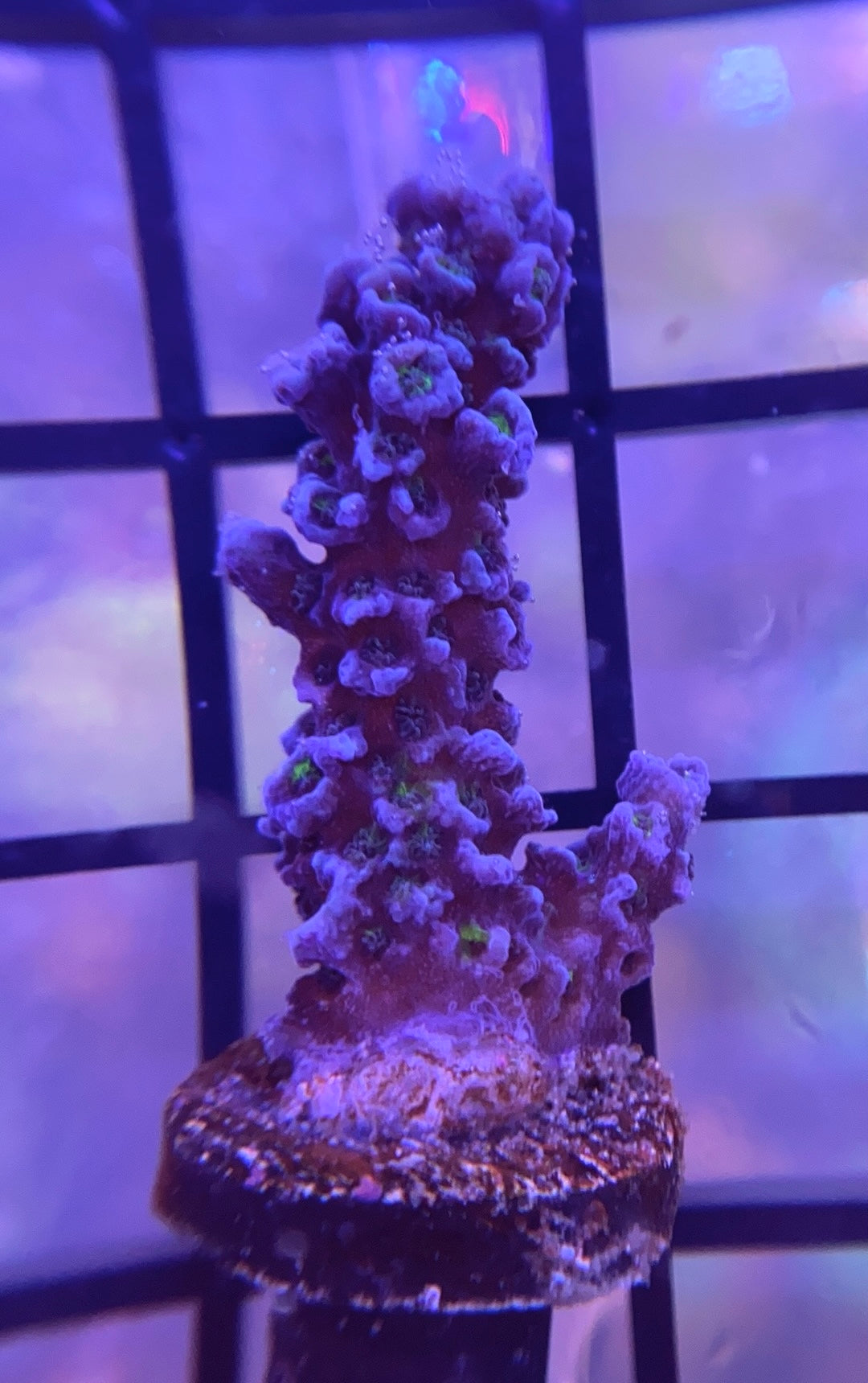 Tyree Blue Matrix Acropora