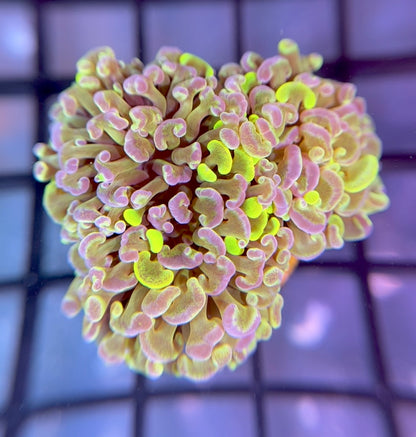 Splatter Grail Hammer