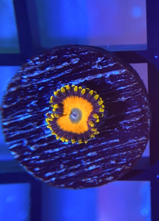 Scrambled Eggs Zoas
