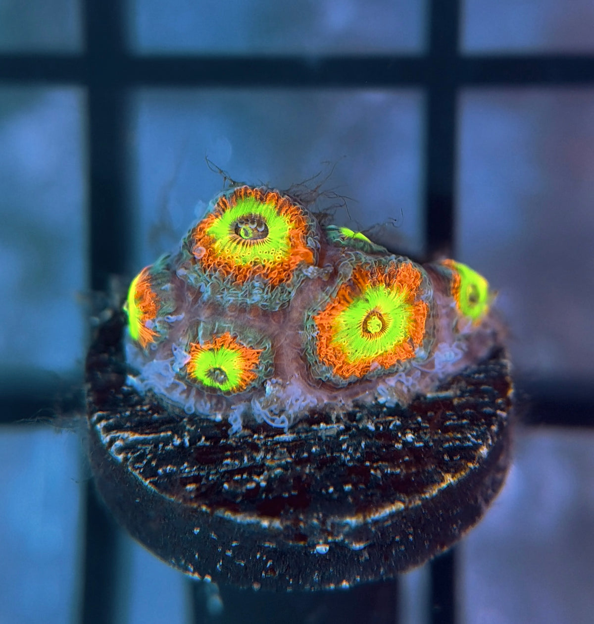 Holy Grail Micromussa