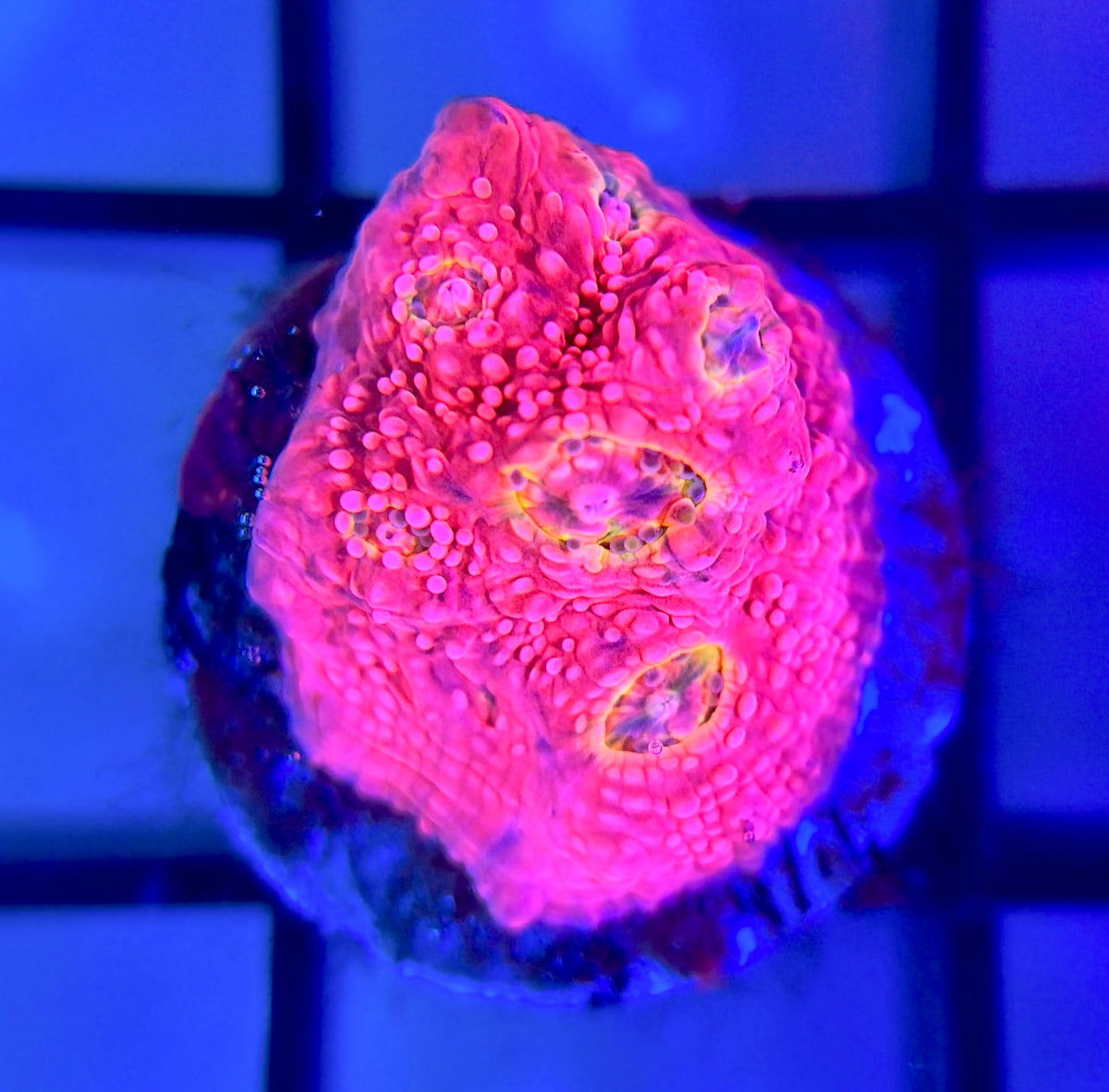 WWC Pink Boobies Chalice