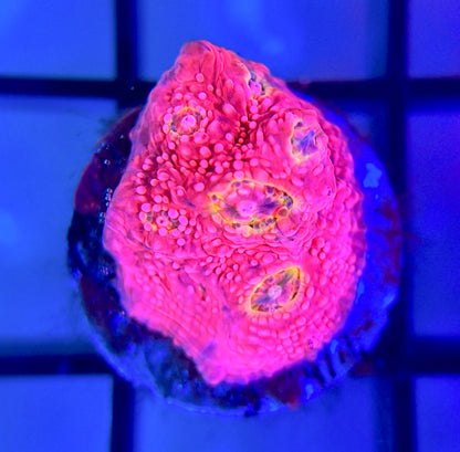 WWC Pink Boobies Chalice