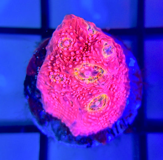 WWC Pink Boobies Chalice