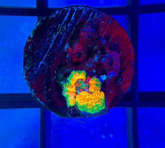 OG Mardi Gras Acan