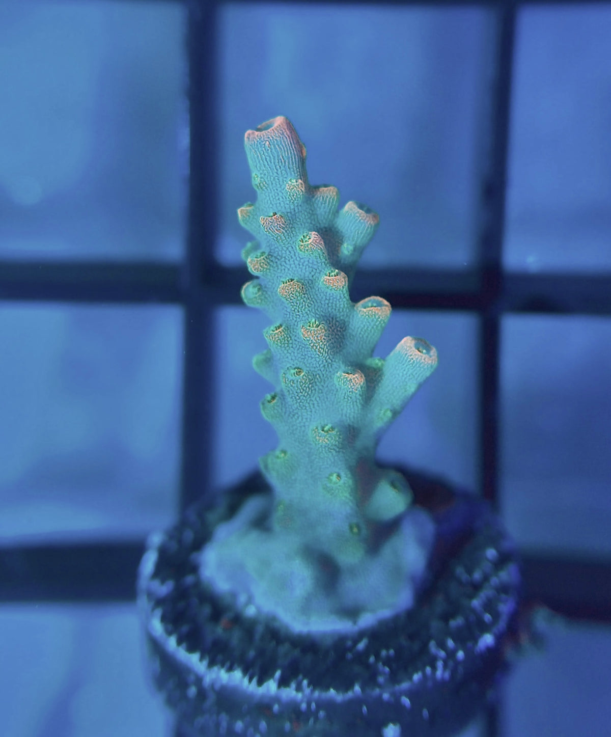 ARC Master Yoda Acro