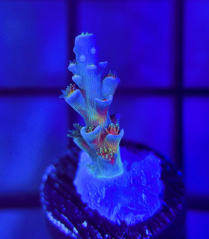 JF Blowtorch Tenuis