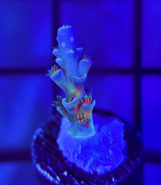 JF Blowtorch Tenuis