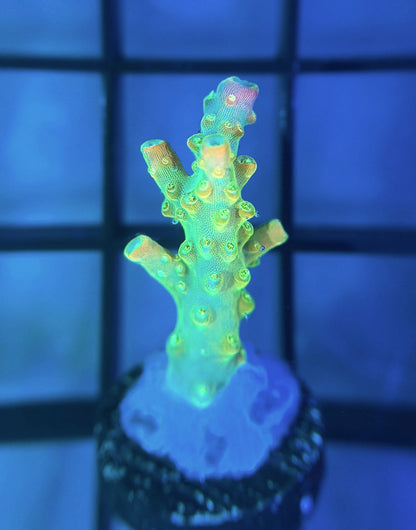 RR Rainbow Loom