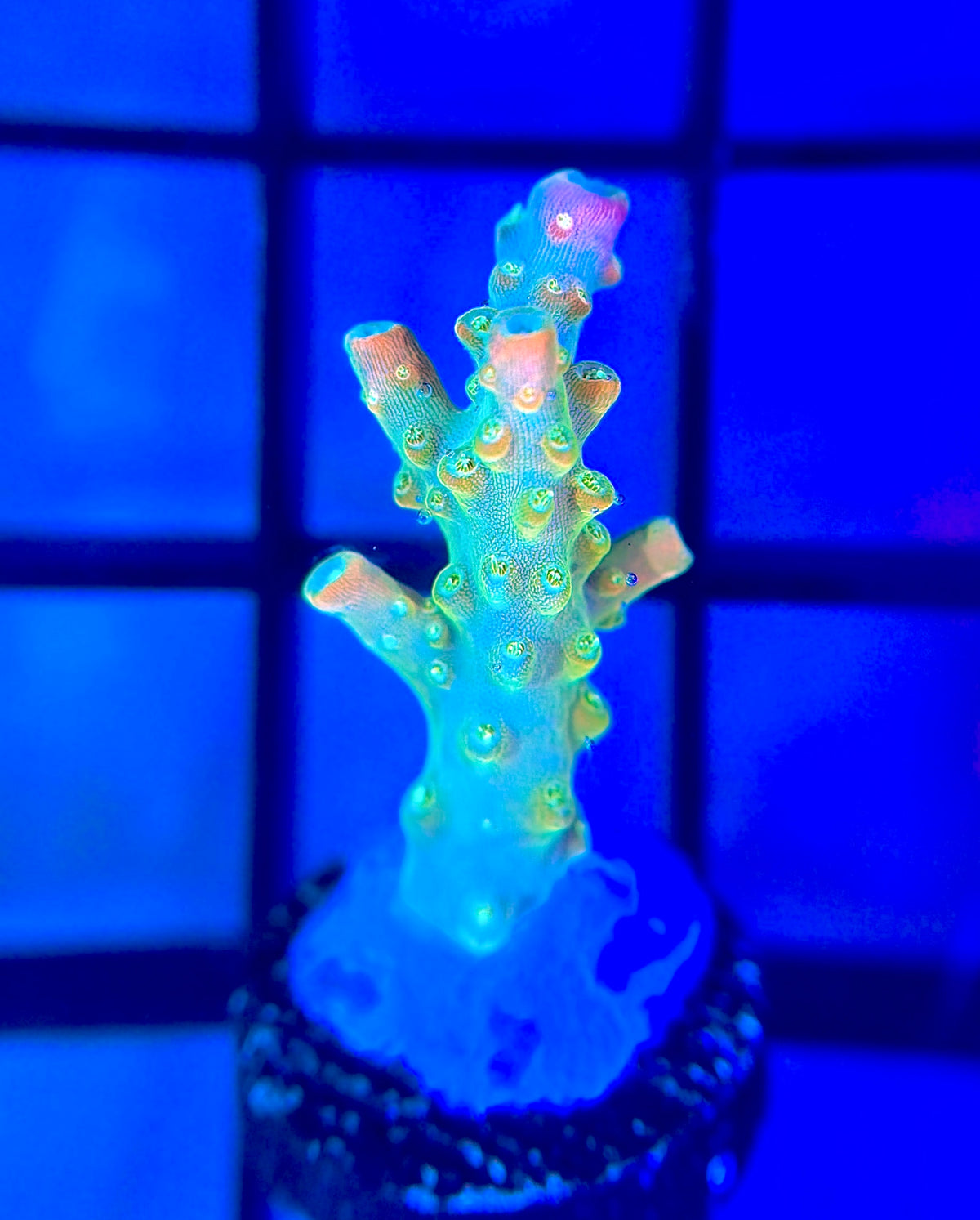 RR Rainbow Loom