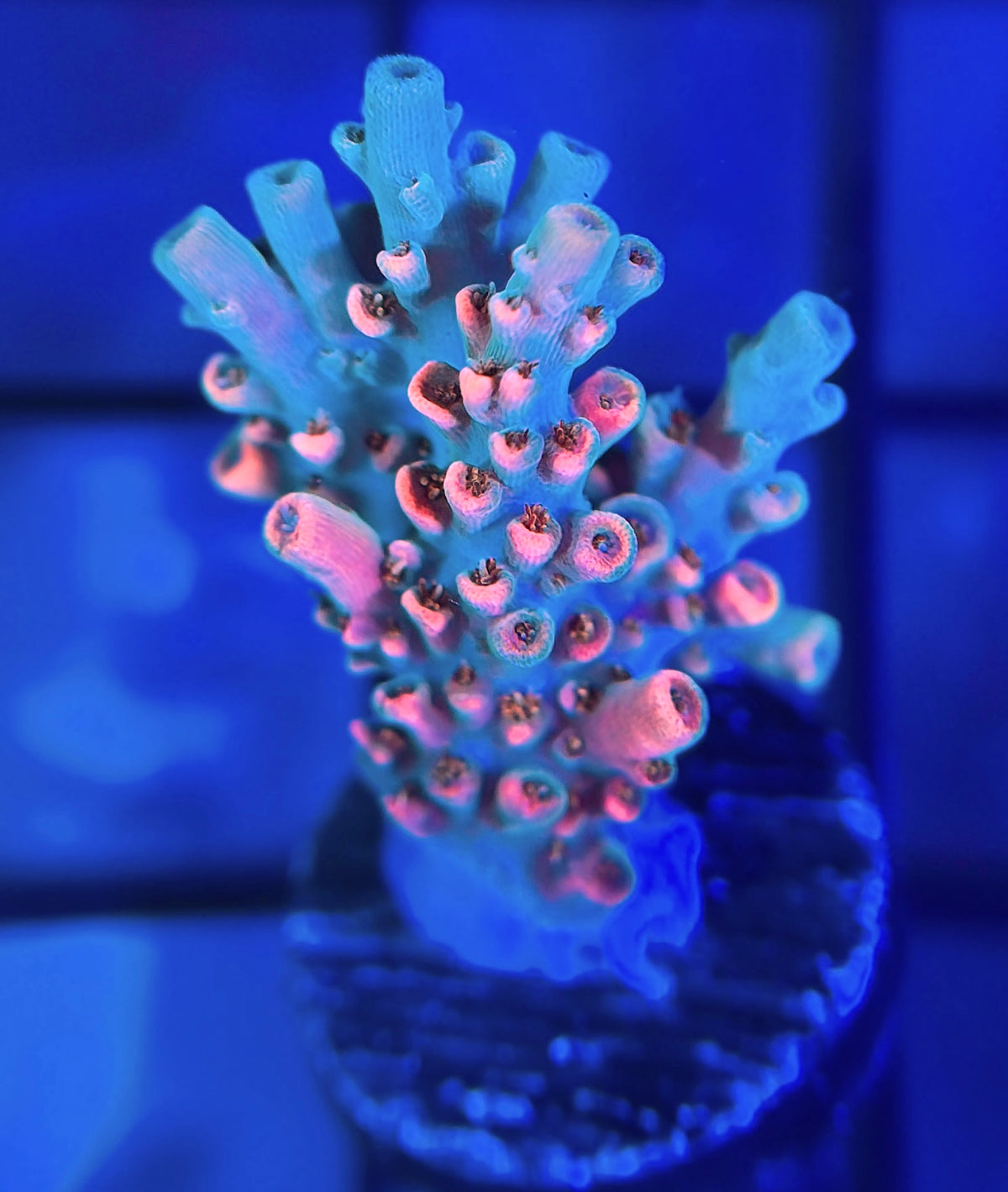 TSA Bill Murray Acropora