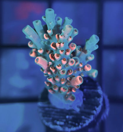 TSA Bill Murray Acropora
