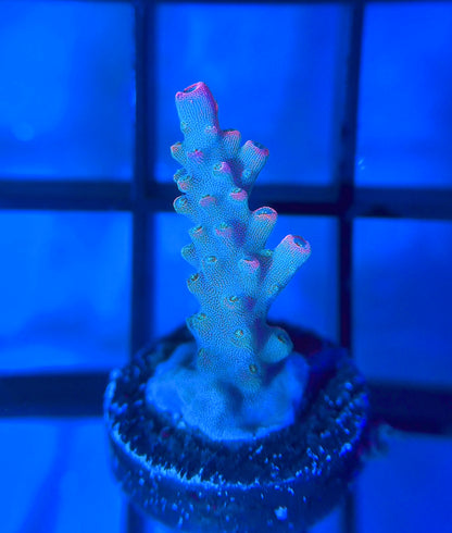 ARC Master Yoda Acro