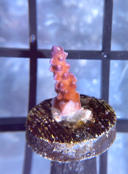 ARC Fireworks Acro