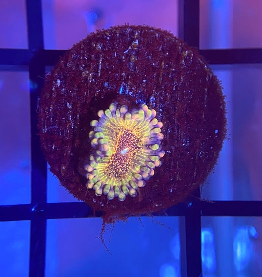 HR Death Star Zoas