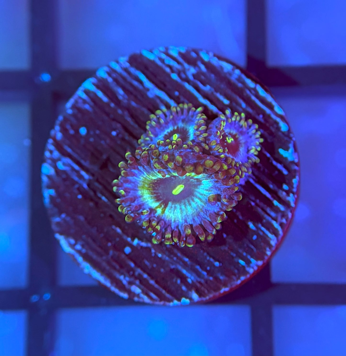 RRG Galactic Empire Zoas