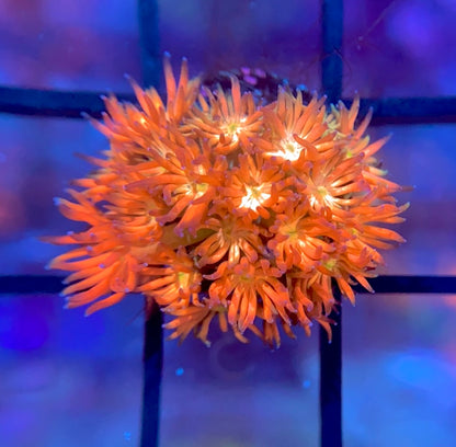 RRG Eternal Flame Goni