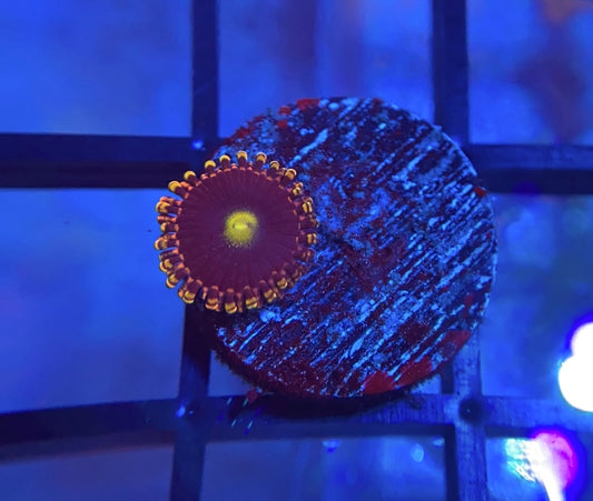 CK Bozo's Birthday Zoas