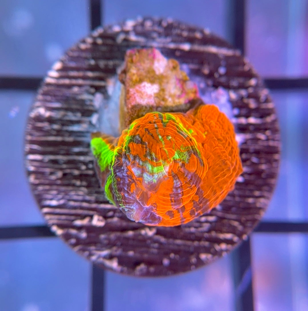 Master of the Universe Bowerbanki