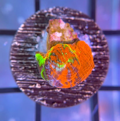 Master of the Universe Bowerbanki