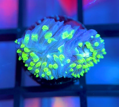 ReefGen Project-X Plate