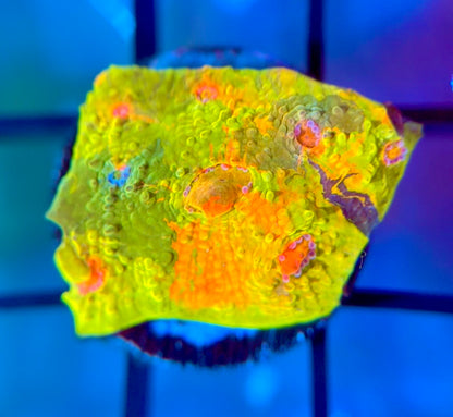 CCA Crayola Meltdown Chalice