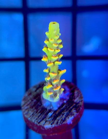 BKCHEM Fruit Loops Tenuis