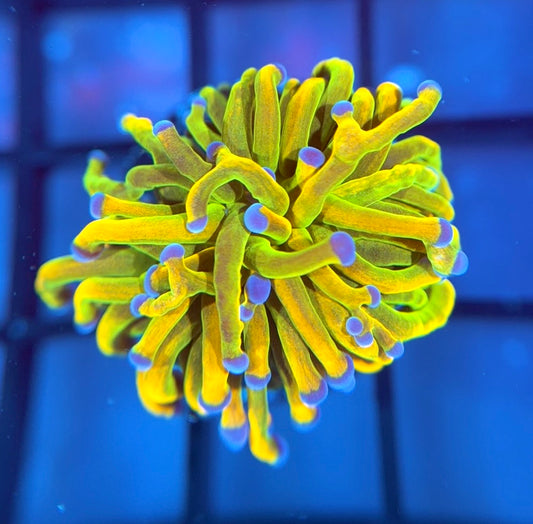 OG ASD Holy Grail Torch