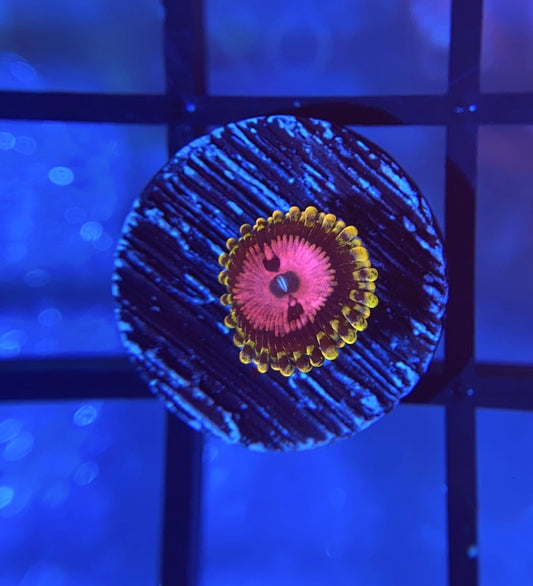 Pink Diamond Zoa