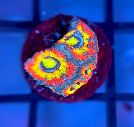 Holy Grail Micromussa