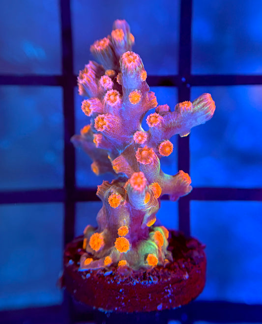 Strawberry Branching Cyphastrea